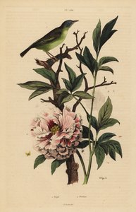 Sinipäinen fantail, Rhipidura cyaniceps 1 ja pioni, Paeonia suffruticosa 2 tekijältä Unbekannt