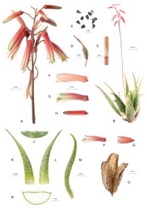 Kasvitieteellinen lauta / Aloe / Aloe tekijältä Unbekannt
