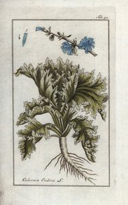 Kasvitieteellinen nimi: Endive, Cichorium endivia. Käsin värjätty kuparipainettu kasvitieteellinen kaiverrus Johannes Zornin teoksesta "Afbeelding der Artseny-Gewassen", Jan Christiaan Sepp, Amsterdam. tekijältä Unbekannter Künstler