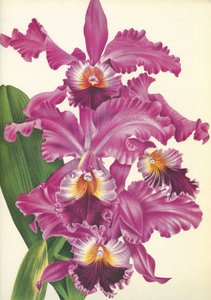 Kasvitieteellinen lauta/Cattleya labiata var. Perfecta/Lindenia tekijältä Unbekannt