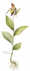 Kasvitieteellinen lauta/Cypripedium calceolus/Venuksen kavio tekijältä Unbekannt