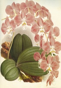 Kasvitieteellinen lauta/Phalaenopsis sanderiana/Lindenia tekijältä Unbekannt