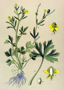 Kasvitieteellinen lauta. Venenous (myrkyllinen): leinikkisseleraatti tai sellerinlehtiherkku (Ranunculus sceleratus) tekijältä Unbekannter Künstler