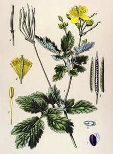 Kasvitieteellinen lauta. Veneen (myrkyllinen) ja lääkekasvi: Chelidoine tai iso chelidoine (Chelidonium majus) tekijältä Unbekannter Künstler