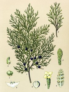 Kasvitieteellinen lauta. Venenous (myrkyllinen) ja lääkekasvi: Sabiinikataja (Juniperus sabina) tekijältä Unbekannter Künstler