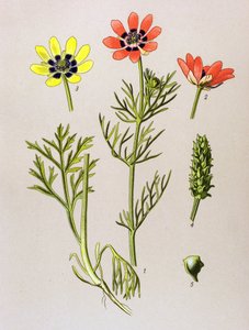 Kasvitieteellinen lauta. Venenous (myrkyllinen) ja lääkekasvi: Summer Adonis (Adonis aestivalis) tekijältä Unbekannter Künstler