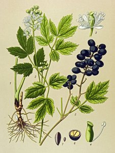 Kasvitieteellinen lauta. Venenous (myrkyllinen) ja lääkekasvi: Summer Adonis (Adonis aestivalis) tekijältä Unbekannter Künstler