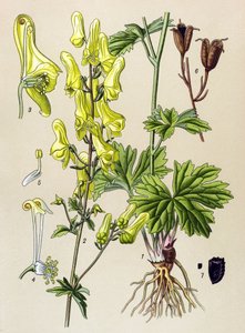 Kasvitieteellinen lauta. Venenoosinen (myrkyllinen) ja lääkekasvi: susitappaja tai susitappaja (Aconitum lycoctonum) tekijältä Unbekannter Künstler