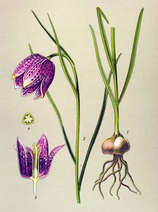 Kasvitieteellinen lauta. Veneen kasvi (myrkyllinen): helmikana tai "helmikana" (Fritillaria meleagris) tekijältä Unbekannter Künstler