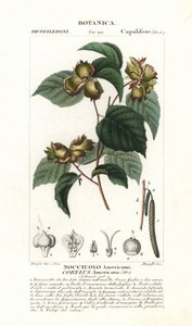 Kasvitieteellinen taulu: hasselpähkinä ja hasselpähkinä - Amerikan hasselpähkinä, Corylus americana, kotoisin Pohjois-Amerikasta. Käsin värjätty kuparipiirroskaiverrus Jussieun "Luonnontieteellisestä sanakirjasta" vuodelta 1837. Kaivertaja Stanghi, piirtäj tekijältä Unbekannter Künstler