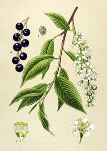 Kasvitieteellinen lauta, kasvi: Kirsikkapuu (Prunus padus) tekijältä Unbekannter Künstler
