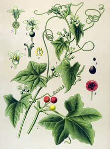 Kasvitieteellinen levy, kasvi: Dioic bryone (Bryonia dioica) tekijältä Unbekannter Künstler