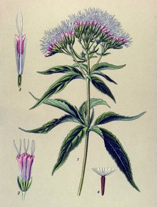 Kasvitieteellinen lauta, kasvi: Hampunlehtinen eupatorium (Eupatorium cannabinum) tekijältä Unbekannter Künstler