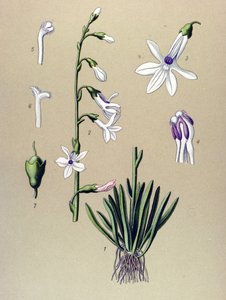 Kasvitieteellinen lauta, kasvi: Lobelia (Lobelia dortmanna) tekijältä Unbekannter Künstler