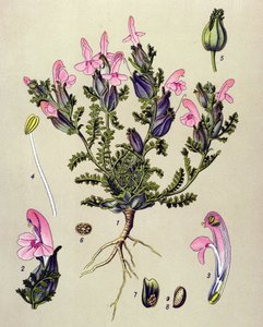 Kasvitieteellinen lauta, kasvi: Pedicularis sylvatica tekijältä Unbekannter Künstler