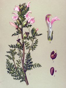 Kasvitieteellinen lauta, kasvi: Suon pedikulaarinen (Pedicularis palustris) tekijältä Unbekannter Künstler