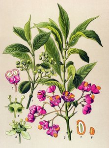 Kasvitieteellinen lauta, myrkyllinen kasvi: eurooppalainen puuhiili (Euonymus europaeus) tekijältä Unbekannter Künstler