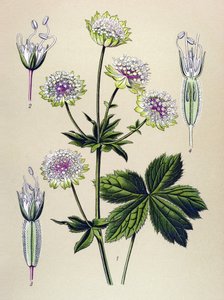 Kasvitieteellinen lauta, myrkyllinen ja lääkekasvi: suuri astrance (Astrantia major)