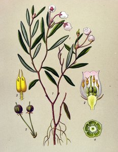 Kasvitieteellinen levy, myrkyllinen kasvi (myrkyllinen): Andromedalla on poloniumlehtiä (Andromeda polifolia) tekijältä Unbekannter Künstler