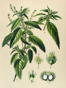 Kasvitieteellinen lauta, myrkyllinen kasvi (myrkyllinen): Yksivuotinen elohopea (Mercurialis annua) tekijältä Unbekannter Künstler