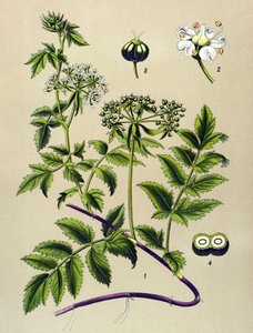 Kasvitieteellinen levy, myrkyllinen kasvi: Berle (Berula angustifolia) tekijältä Unbekannter Künstler