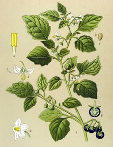 Kasvitieteellinen lauta, veneen kasvi (myrkyllinen): Black nightshade (Solanum nigrum) tekijältä Unbekannter Künstler