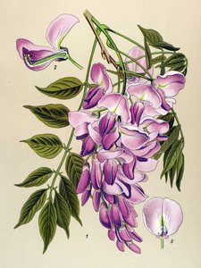 Kasvitieteellinen levy, myrkyllinen kasvi (myrkyllinen): kiinalainen glysiini (Wisteria chinensis) tekijältä Unbekannter Künstler