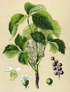 Kasvitieteellinen lauta, veneen kasvi (myrkyllinen): kiipeilysumakki (Rhus toxicodendron) tekijältä Unbekannter Künstler