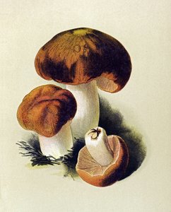 Kasvitieteellinen levy, jossa on myrkyllinen sieni (myrkyllinen): Russule foetens (Russula foetens) tekijältä Unbekannter Künstler