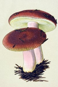 Kasvitieteellinen lauta, jossa on myrkyllinen sieni (laskimosieni): oksentelua aiheuttava russule (Russula emetica) tekijältä Unbekannter Künstler