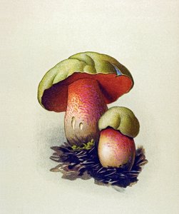 Kasvitieteellinen lauta, jossa on myrkyllinen sieni (laskimosieni): Susipiikki (Boletus lupinus) tekijältä Unbekannter Künstler