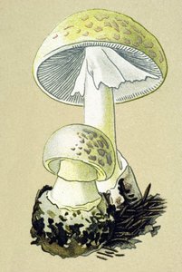 Kasvitieteellinen levy, jossa on myrkyllinen sieni (laskimo): falloidinen amaniitti (Amanita phalloides) tekijältä Unbekannter Künstler