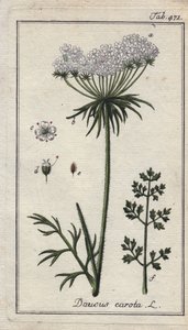 Kasvitieteellinen: porkkanankukka - Porkkanan kukat ja lehdet, Daucus carota. Käsinväritetty kuparikaiverrus B. Thannerin piirroksesta Johannes Zornin teoksesta "Icons plantarum medicinalium", Saksa. tekijältä Unbekannter Künstler