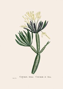 Il·lustració botànica/Redoubt/Senecio kleinia/Seneconfinnish tekijältä William M. Timlin