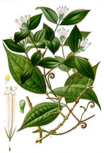 Kasvitieteellinen kuva / Strychnos toxifera / Curare tekijältä Unbekannt