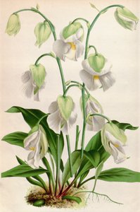 Kasvitieteellinen kuva / Utricularia alpina / Utricular alpine tekijältä Unbekannt
