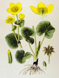 Kasvitieteellinen lankku. Veneen kasvi (myrkyllinen): suopopulaatio (Caltha palustris) tekijältä Unbekannter Künstler