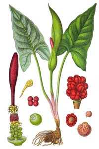 Kasvitieteellinen kilpi: Arum-täplä (Wild arum tai Arum maculatum), lääkekasvi, historiallinen kromolitografia. tekijältä Unbekannter Künstler