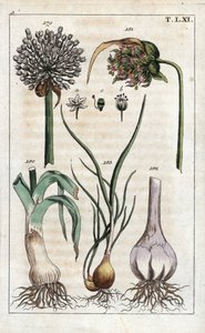 Kasvitieteet: purjo, valkosipuli, echalote - purjo, Allium pollum 179, valkosipulin kukka, Allium sativum 181, valkosipulin sipuli 182, ja salottisipuli, Allium cepa var. aggregatum, ascalonicum. tekijältä Unbekannter Künstler