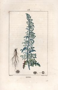 Botris (Chenopodium botrys) - Lambert filsin kaiverrus Pierre Jean Francois Turpinin (1775-1840) piirroksen mukaan, teoksesta La flore medicale, Chaumeton, Poiret et Chamberet, Pariisi 1830 - Jerusalem oak goosefoot, Dysphania botrys - Lambertin kaiverrus  tekijältä Unbekannter Künstler