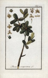 Puksipuu tai vielä vihreä puksipuu (Buxus sempervirens). Litografia Johannes Zornin (1739-1799) teoksesta "Afbeelding der Artseny-Gewassen", Alankomaat. tekijältä Unbekannter Künstler