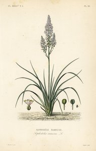 Haaroittunut asphodel, Asphodelus ramosus, Asphodele rameuse tekijältä Unbekannt
