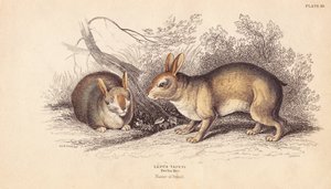 Brasilian kani, Sylvilagus brasiliensis (Lepus tapeti). Berliinin museossa olevista yksilöistä. Lizarsin käsin väritetty teräskaiverrus Charles Hamilton Smithin kuvituksen mukaan William Jardine