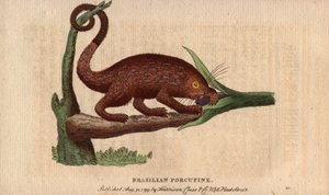 Bresilian epic pork (Coendou prehensilis), trooppisiin kantoihin kuuluva, puolimetsäeläimiin kuuluva amerikkalainen epic pork, jonka hännän avulla se pystyy kiipeilemään puihin. Thomas Pennantin (1726-1798) piirros. Litografia The Naturalist Pocket Magazin tekijältä Unbekannter Künstler