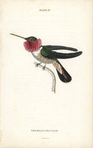 Laajahäntäkolibri, Selasphorus platycercus (Kolmivärinen kolibri, Trochilus tricolor). William Lizarsin käsin värjätty teräskaiverrus Sir William Jardinen Naturalist