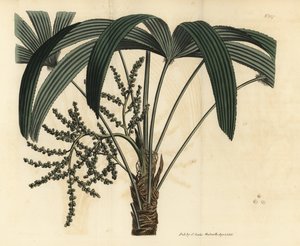 Leveälehtinen ladypalmu, Rhapis excelsa (uroskääpiöjauhettu rottinki, Rhapis flabelliformis mas tekijältä Unbekannt