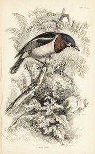 Ruskeakurkku-uikku, Platysteira cyanea (Show tody, Platystera lobata). William Lizarsin käsin väritetty teräskaiverrus William Swainsonin kuvituksen mukaan Sir William Jardinen Naturalist