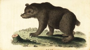 Ruskea karhu, Ursus arctos., 1800 (kaiverrus) tekijältä Unbekannter Künstler