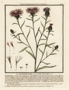 Ruskea kukkaruoho, Centaurea jacea. tekijältä Unbekannter Künstler
