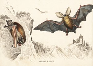 Ruskopitkäkorvanlepakko tai pitkäkorvanlepakko. Käsinväritetty teräskaiverrus Georg Friedrich Treitschken luonnonhistoriallisesta galleriasta, Naturhistorischer Bildersaal des Thierreiches, Liepzig-1842. tekijältä Unbekannter Künstler